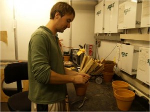 tim BA/MA student Tim Horgan-Kobelski harvests P. cespitosum plants grown under elevated CO2